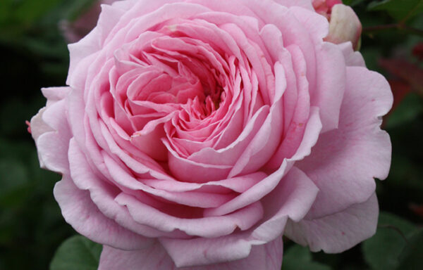 Lovely Parfuma