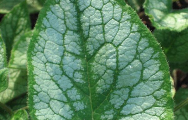 Kærmindesøster Brunnera