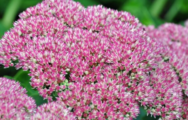 Sct. Hans Urt /Sedum