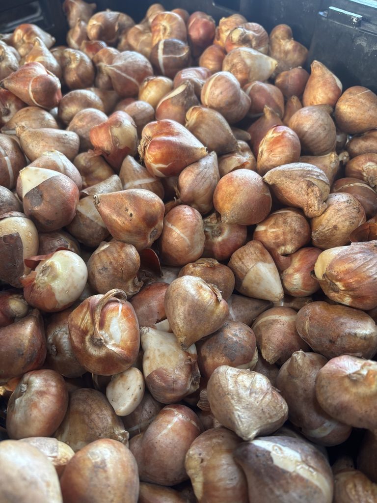 Juletulipaner på Bregnholt Blomster på Lolland